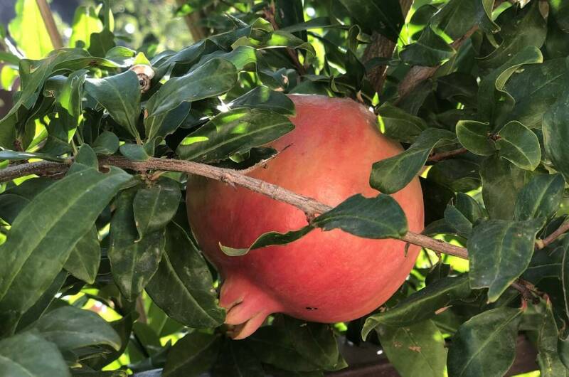 Дом «Золотая рыбка»