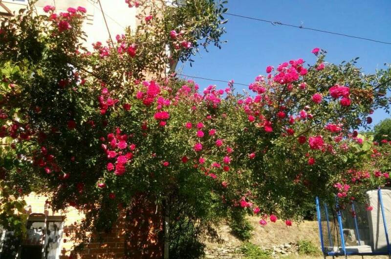 Гостевой дом «Счастливый»