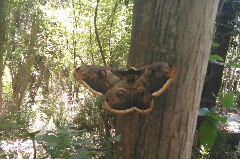 Домик в лесу под ключ