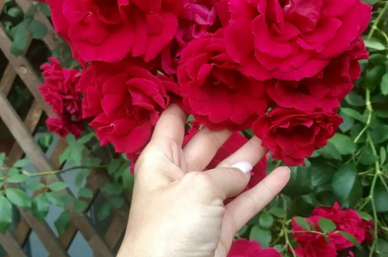 Гостевой дом «Елена»