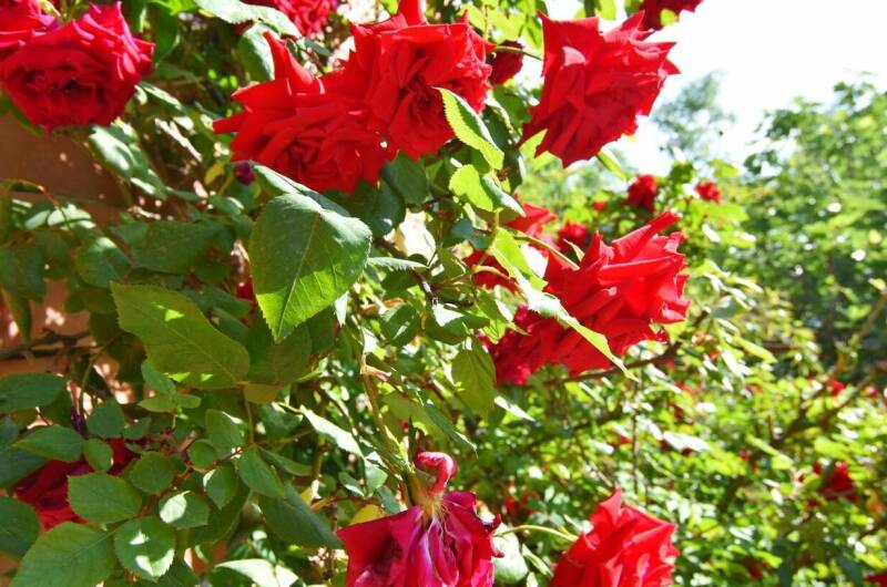 Гостевой дом «Лазурь Марин»