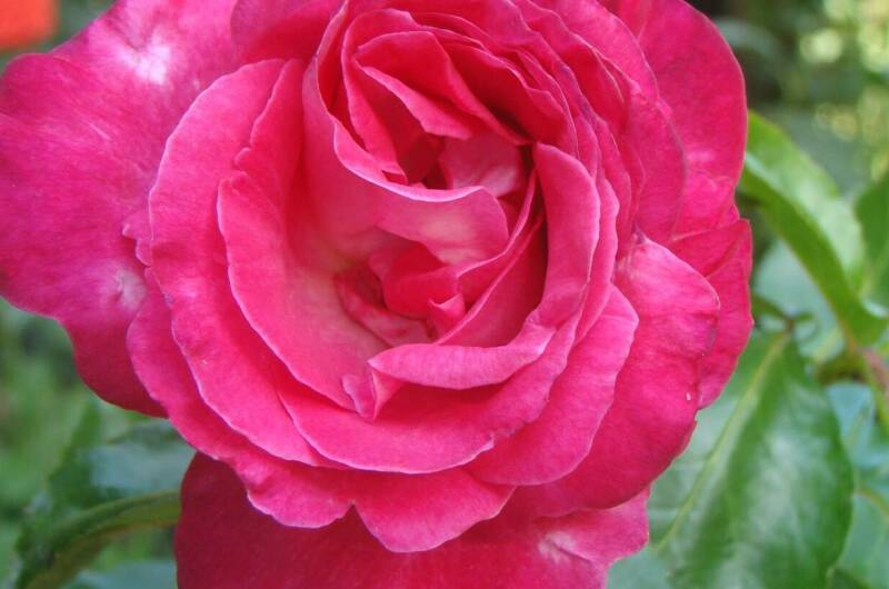 Гостевой дом «Натали»