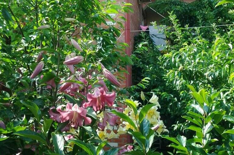 Частный сектор «Мелания»