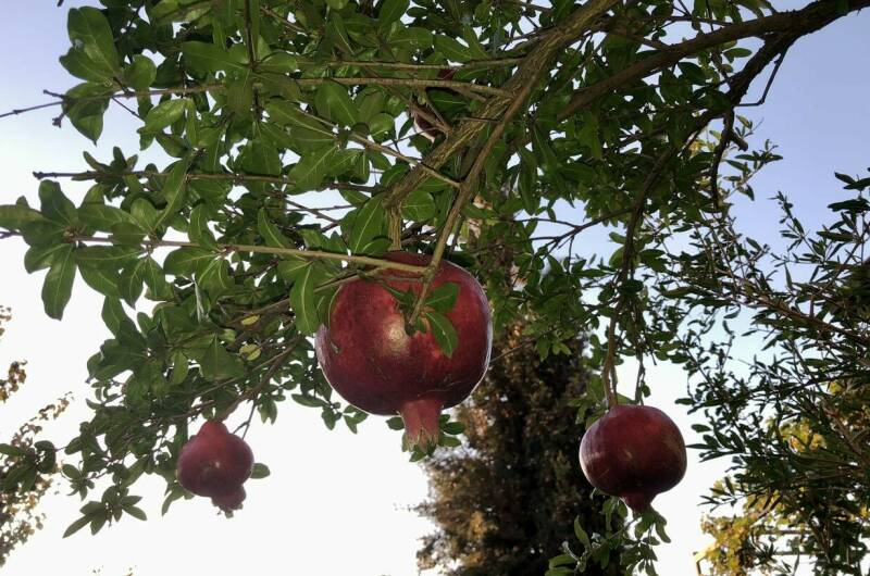 Гостевой дом «Green Line»