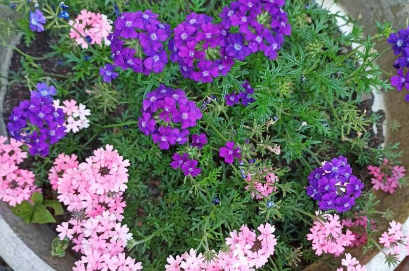 Гостевой дом «Дивный островок»