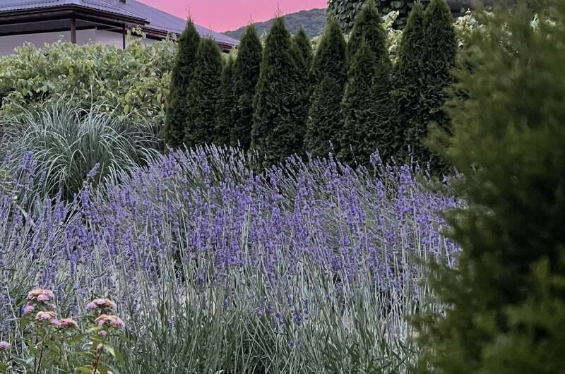 Гостевой дом «Лавандовый дворик»