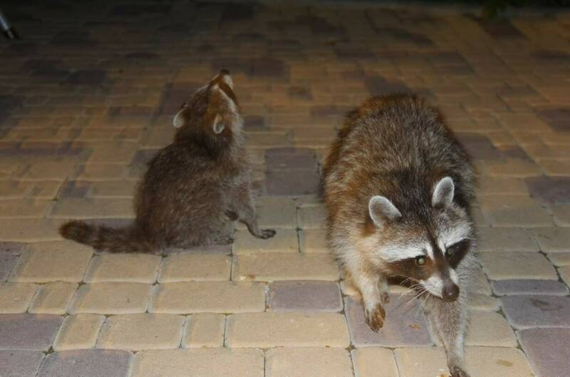 Гостевой дом «Зевс»