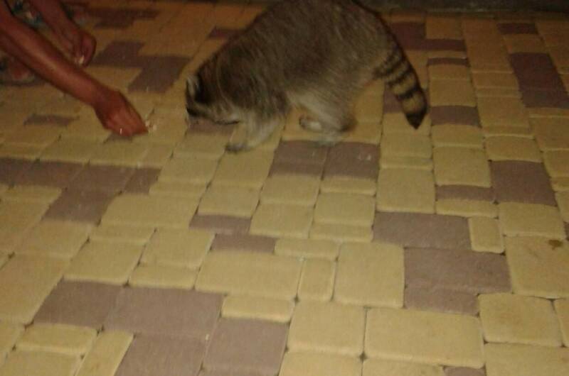 Гостевой дом «Зевс»