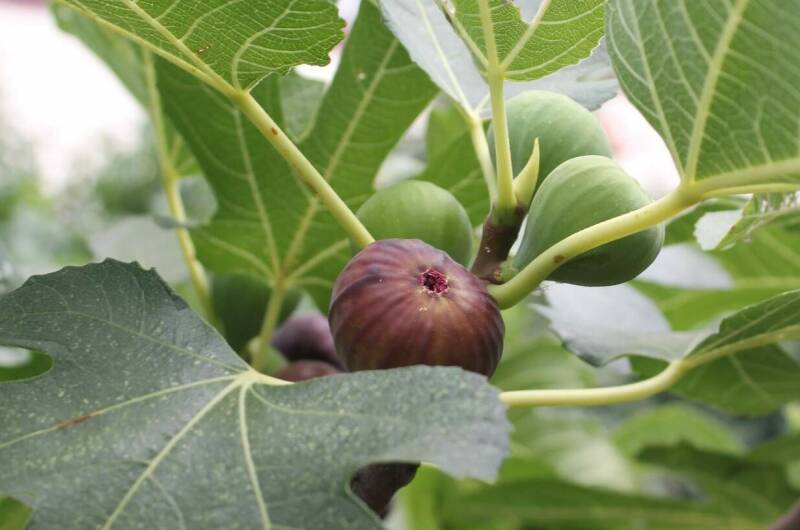 Жилые мебелированные комнаты на улице Садовая 1А