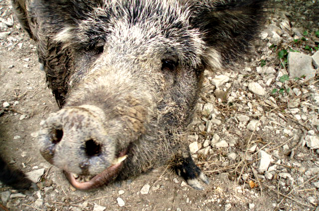 Гостевой дом «Лесной»