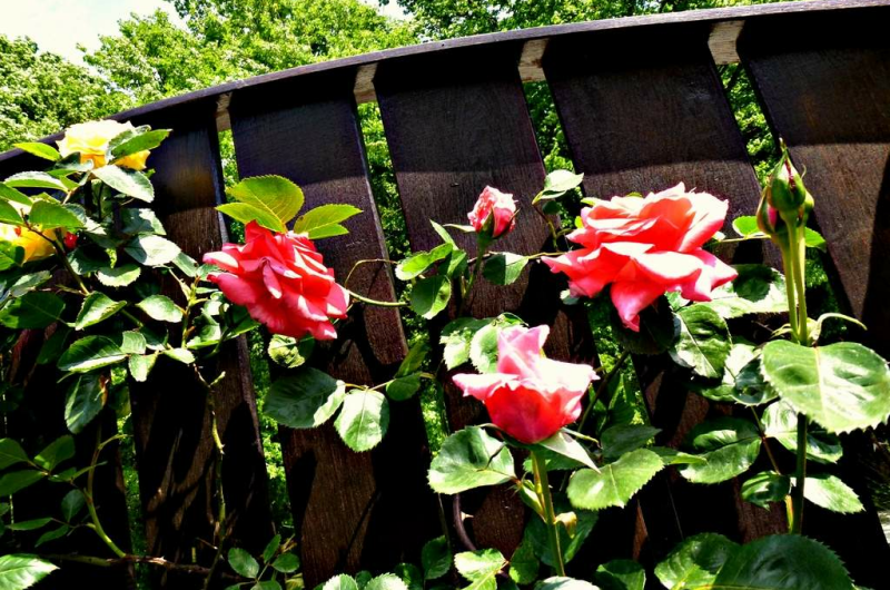 Гостевой дом «Лесной»