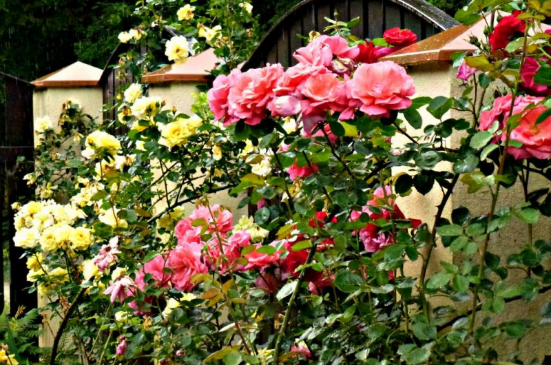 Гостевой дом «Лесной»