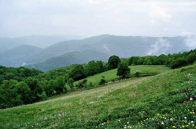 Гостевой дом «Лесной»