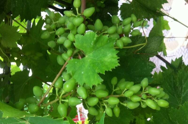 Частный дом «на Черноморской 4 В»