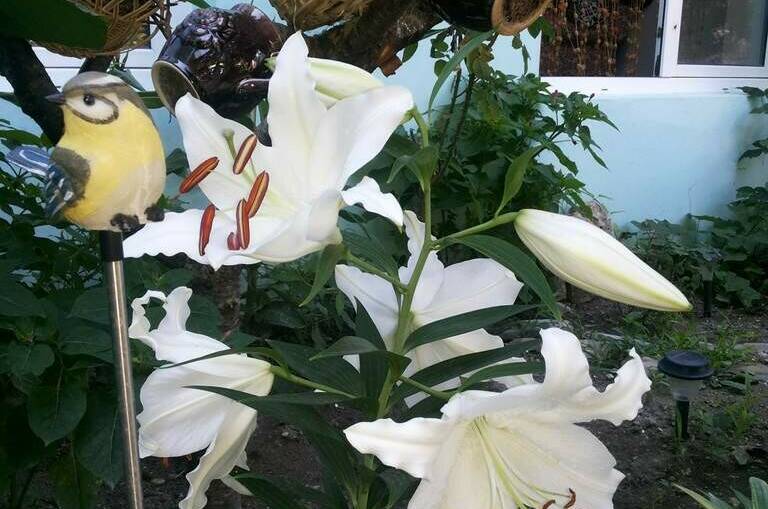 Гостевой дом на Школьной