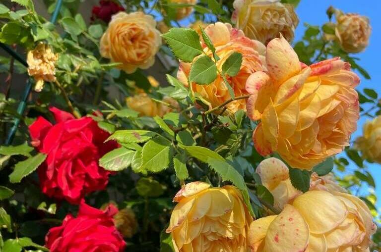 Гостевой дом «Абсолют»