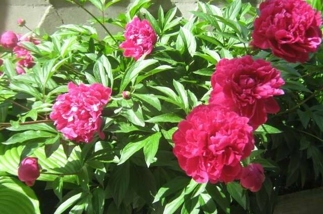 Частный дом «Эдем»