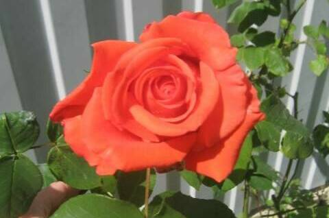 Частный дом «Эдем»