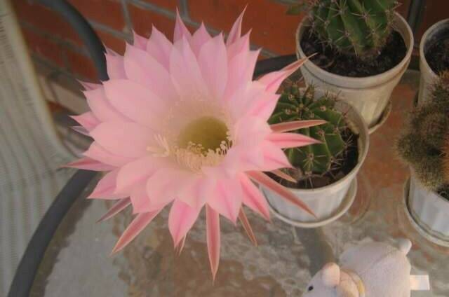 Частный дом «Эдем»