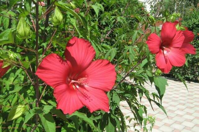 Частный дом «Эдем»