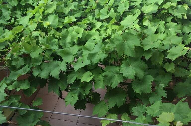 Гостевой дом «Софья»