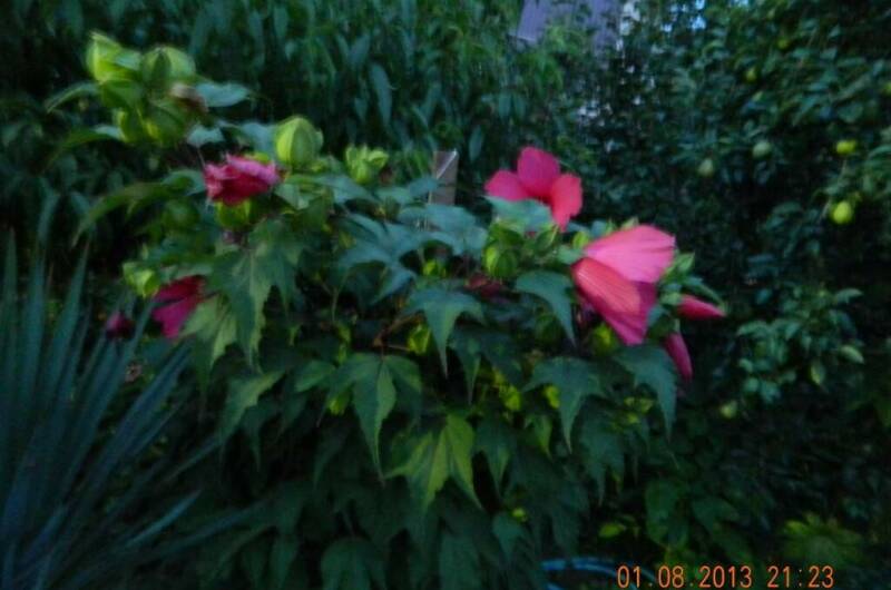 Гостевой дом «Чайка»