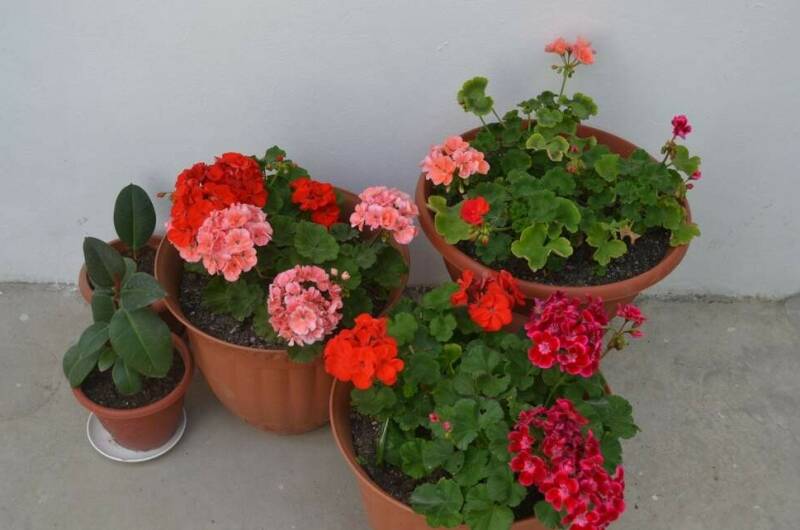 Гостевой дом «София»