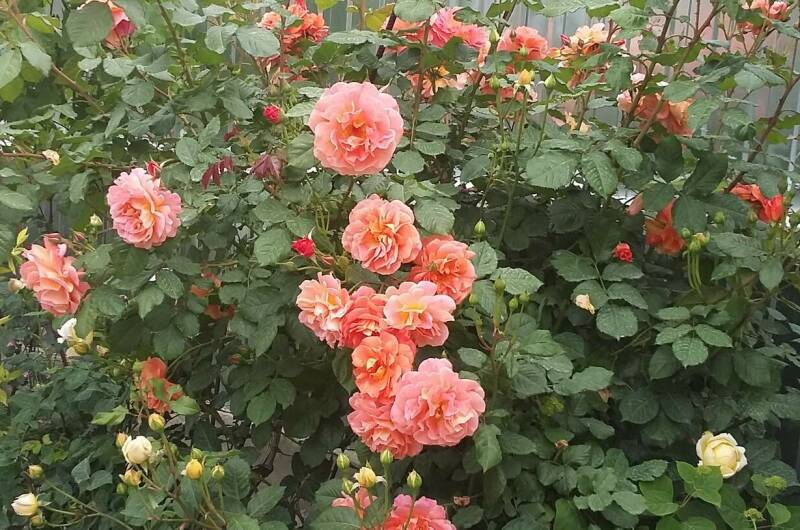 Гостевой дом «София»