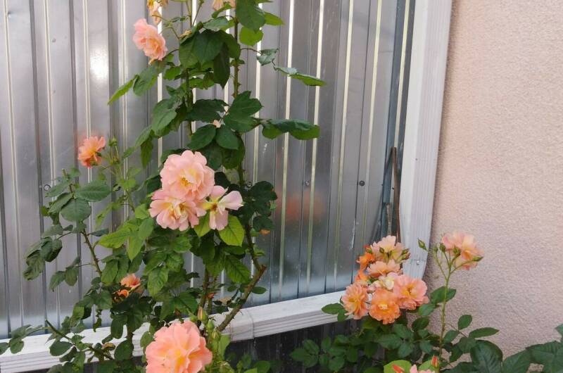 Гостевой дом «София»