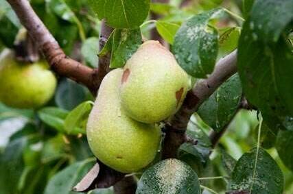 Частный сектор «Бегемот»