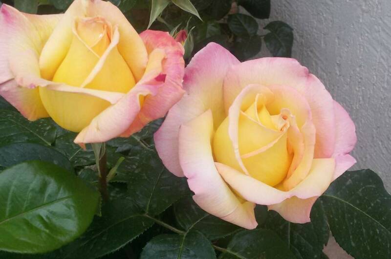 Гостевой дом «Белоснежка»