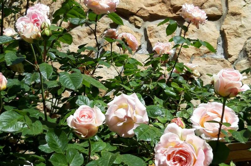 Частный дом «Короленко 37»