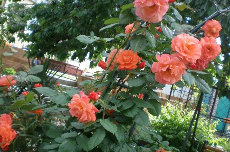 Гостевой дом «Уютный дворик»