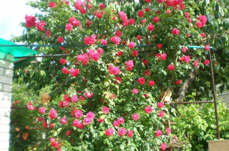 Гостевой дом «Уютный дворик»