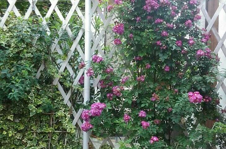 Гостевой дом «Аир»