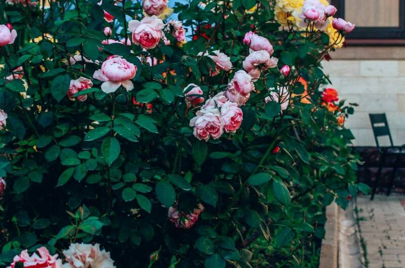 Гостевой дом «ALTA eco Villa»