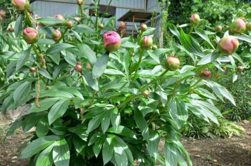 Таунхаус под ключ